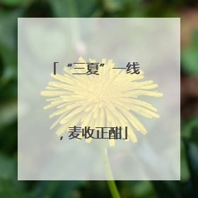 “三夏”一线，麦收正酣