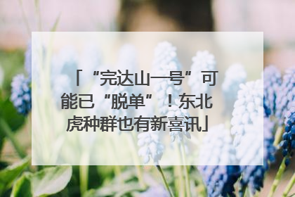 “完达山一号”可能已“脱单”！东北虎种群也有新喜讯