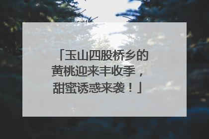 玉山四股桥乡的黄桃迎来丰收季，甜蜜诱惑来袭！
