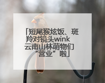 短尾猴炫饭、斑羚对镜头wink 云南山林萌物们“营业”啦