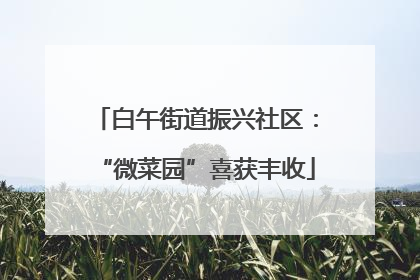 白午街道振兴社区：“微菜园”喜获丰收