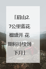 眉山2.7公里蓝花楹盛开 花期将持续到下月