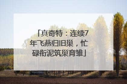 真奇特：连续7年飞燕归旧巢，忙碌衔泥筑巢育雏