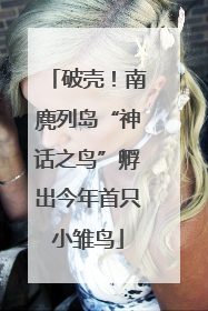 破壳！南麂列岛“神话之鸟”孵出今年首只小雏鸟