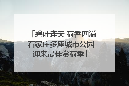 碧叶连天 荷香四溢 石家庄多座城市公园迎来最佳赏荷季