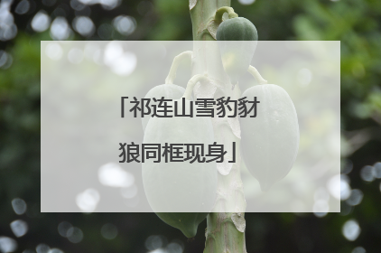 祁连山雪豹豺狼同框现身
