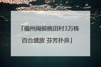福州闽侯桃田村3万株百合盛放 芬芳扑鼻