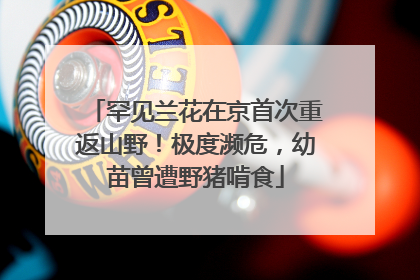 罕见兰花在京首次重返山野！极度濒危，幼苗曾遭野猪啃食