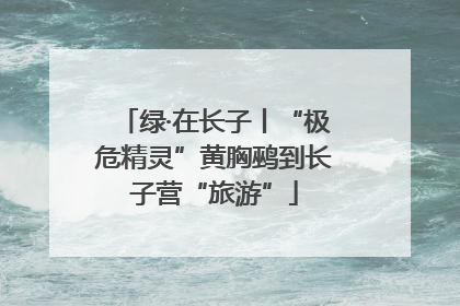绿·在长子丨“极危精灵”黄胸鹀到长子营“旅游”