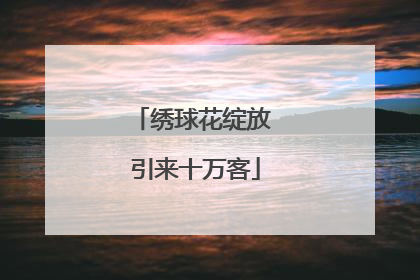 绣球花绽放 引来十万客