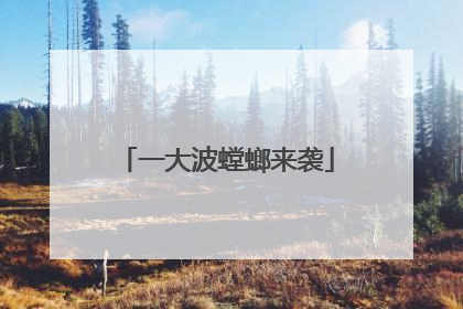 一大波螳螂来袭
