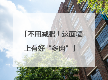 不用减肥！这面墙上有好“多肉”