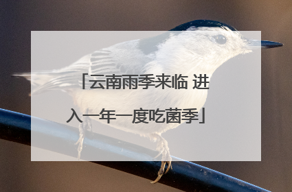 云南雨季来临 进入一年一度吃菌季