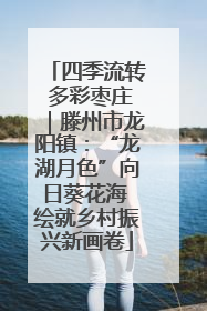 四季流转 多彩枣庄｜滕州市龙阳镇：“龙湖月色”向日葵花海 绘就乡村振兴新画卷