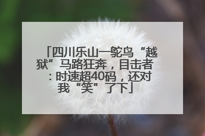 四川乐山一鸵鸟“越狱”马路狂奔，目击者：时速超40码，还对我“笑”了下