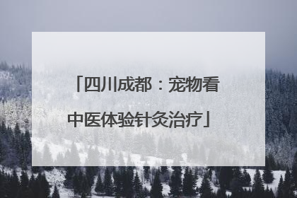 四川成都：宠物看中医体验针灸治疗
