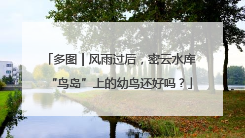 多图｜风雨过后，密云水库“鸟岛”上的幼鸟还好吗？