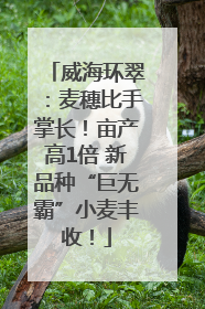威海环翠：麦穗比手掌长！亩产高1倍 新品种“巨无霸”小麦丰收！