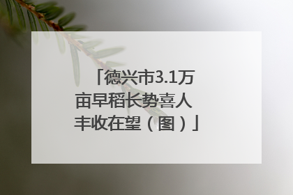 德兴市3.1万亩早稻长势喜人 丰收在望（图）