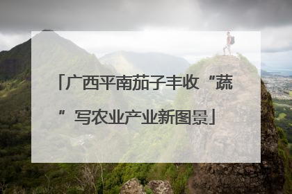 广西平南茄子丰收“蔬”写农业产业新图景