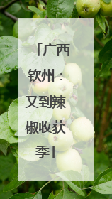 广西钦州：又到辣椒收获季