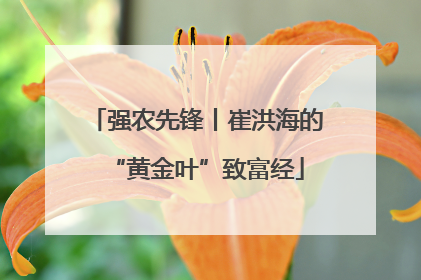 强农先锋丨崔洪海的“黄金叶”致富经
