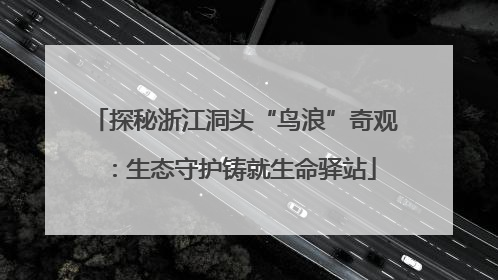 探秘浙江洞头“鸟浪”奇观：生态守护铸就生命驿站