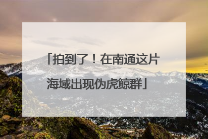 拍到了！在南通这片海域出现伪虎鲸群
