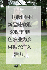柳州乡村新品辣椒迎采收季 特色农业为乡村振兴注入活力
