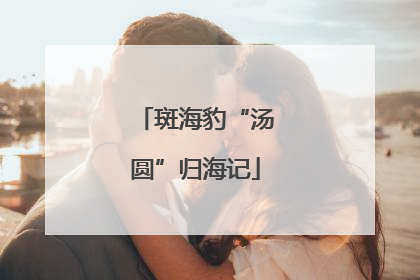 斑海豹“汤圆”归海记