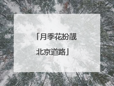 月季花扮靓北京道路