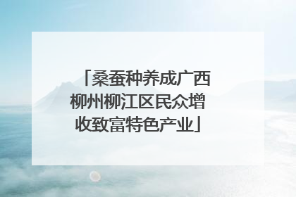 桑蚕种养成广西柳州柳江区民众增收致富特色产业