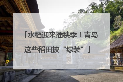 水稻迎来插秧季！青岛这些稻田披“绿装”