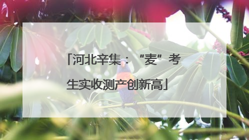 河北辛集：“麦”考生实收测产创新高