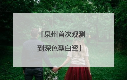 泉州首次观测到深色型白鹭