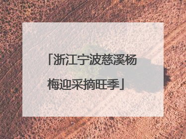 浙江宁波慈溪杨梅迎采摘旺季