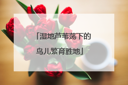 湿地芦苇荡下的鸟儿繁育胜地