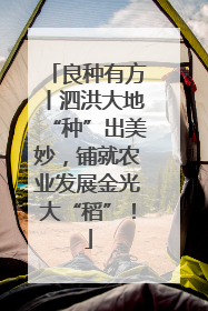 良种有方丨泗洪大地“种”出美妙，铺就农业发展金光大“稻”！