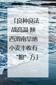 良种良法战高温 陕西渭南旱地小麦丰收有“粮”方