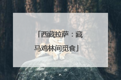 西藏拉萨：藏马鸡林间觅食