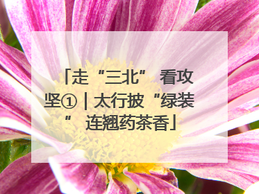 走“三北” 看攻坚①｜太行披“绿装” 连翘药茶香