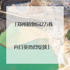 郑州植物园2万株向日葵热烈绽放