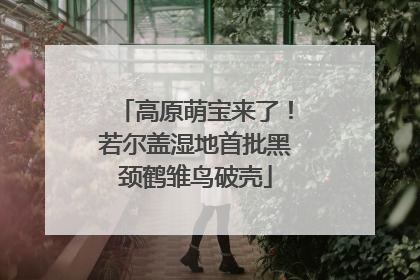 高原萌宝来了！若尔盖湿地首批黑颈鹤雏鸟破壳
