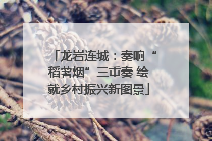 龙岩连城：奏响“稻薯烟”三重奏 绘就乡村振兴新图景