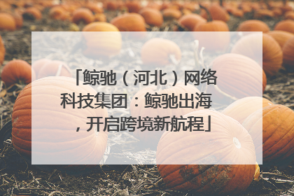 鲸驰（河北）网络科技集团：鲸驰出海，开启跨境新航程