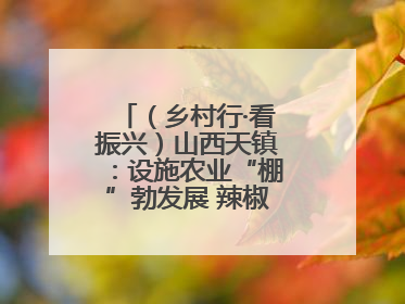 （乡村行·看振兴）山西天镇：设施农业“棚”勃发展 辣椒产业蓄势待发